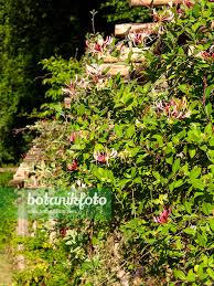 Attēlu rezultāti vaicājumam “Lonicera caprifolium”