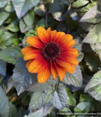Image result for Heliopsis scabra