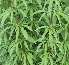 Attēlu rezultāti vaicājumam “Eupatorium cannabinum leaf”