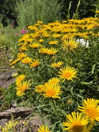Attēlu rezultāti vaicājumam “Inula salicina bud”