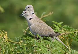 Attēlu rezultāti vaicājumam “Streptopelia decaocto adult”