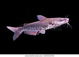 Image result for Ictalurus punctatus