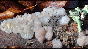 Attēlu rezultāti vaicājumam “Exidia thuretiana”