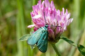 Attēlu rezultāti vaicājumam “Adscita statices”