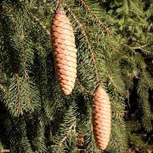 Attēlu rezultāti vaicājumam “Picea abies fruit”
