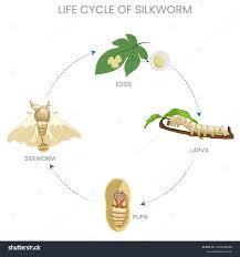 Attēlu rezultāti vaicājumam “pupa”