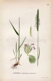 Attēlu rezultāti vaicājumam “Cynosurus cristatus flower”