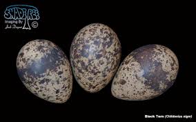 Attēlu rezultāti vaicājumam “Chlidonias niger eggs”