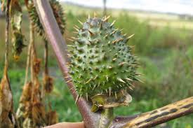 Attēlu rezultāti vaicājumam “Datura stramonium fruit”