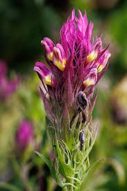 Attēlu rezultāti vaicājumam “Melampyrum cristatum flower”