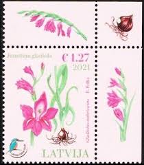 Attēlu rezultāti vaicājumam “Gladiolus imbricatus flower”