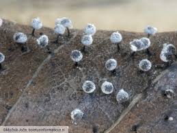 Attēlu rezultāti vaicājumam “Didymium minus”