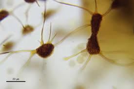 Attēlu rezultāti vaicājumam “Cribraria intricata”