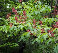 Attēlu rezultāti vaicājumam “Aesculus x neglecta”