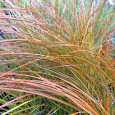 Attēlu rezultāti vaicājumam “Carex scandinavica”