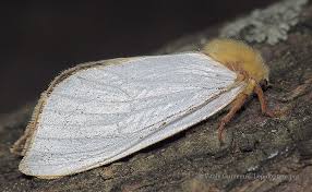 Attēlu rezultāti vaicājumam “Hepialus humuli male”