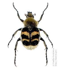 Attēlu rezultāti vaicājumam “Trichius fasciatus imago”