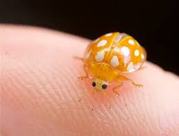 Attēlu rezultāti vaicājumam “Halyzia sedecimguttata”