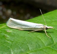 Attēlu rezultāti vaicājumam “Crambus”