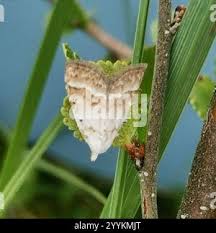 Attēlu rezultāti vaicājumam “Nola aerugula”