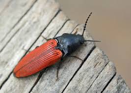 Attēlu rezultāti vaicājumam “Ampedus sanguinolentus”