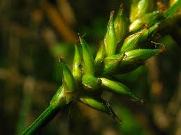Attēlu rezultāti vaicājumam “Carex elongata”