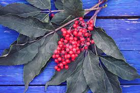 Attēlu rezultāti vaicājumam “Sambucus racemosa fruit”