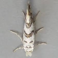 Attēlu rezultāti vaicājumam “Phyllonorycter platanoidella”