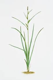 Attēlu rezultāti vaicājumam “Carex hirta female flower”