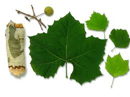 Attēlu rezultāti vaicājumam “Platanus x hispanica (syn. Platanus x acerifolia) leaf”