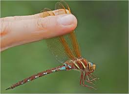 Attēlu rezultāti vaicājumam “Aeshna grandis”