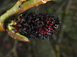 Attēlu rezultāti vaicājumam “Salix triandra fruit”