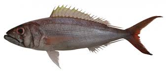 Image result for Aprion virescens