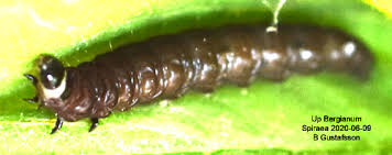 Attēlu rezultāti vaicājumam “Celypha siderana”