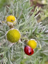 Attēlu rezultāti vaicājumam “Matricaria discoidea”