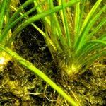 Attēlu rezultāti vaicājumam “Isoetes echinospora leaf”