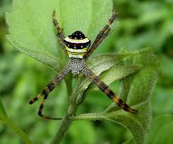 Image result for st andrews cross spider