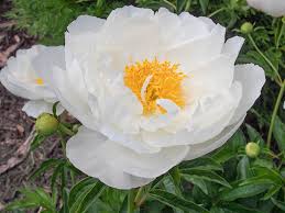 Attēlu rezultāti vaicājumam “Paeonia lactiflora”