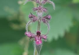 Attēlu rezultāti vaicājumam “Stachys sylvatica flower”