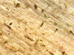 Attēlu rezultāti vaicājumam “Microcalicium disseminatum”