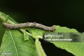 Attēlu rezultāti vaicājumam “Phigalia pilosaria”