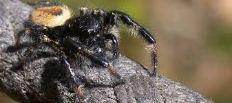 Attēlu rezultāti vaicājumam “Xanthogramma sp.”