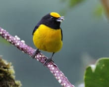 Image result for Dendroica magnolia