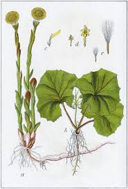 Attēlu rezultāti vaicājumam “Tussilago farfara”