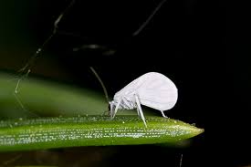Attēlu rezultāti vaicājumam “Coniopterygidae”