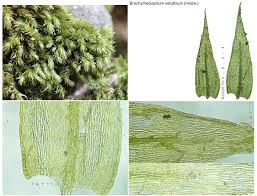 Attēlu rezultāti vaicājumam “Brachytheciastrum velutinum”
