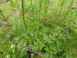 Attēlu rezultāti vaicājumam “Angelica palustris flower”