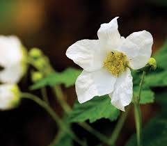 Attēlu rezultāti vaicājumam “Rubus parviflorus”