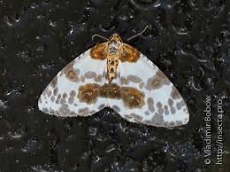 Attēlu rezultāti vaicājumam “Abraxas sylvata imago”