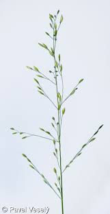 Attēlu rezultāti vaicājumam “Poa nemoralis fruit”